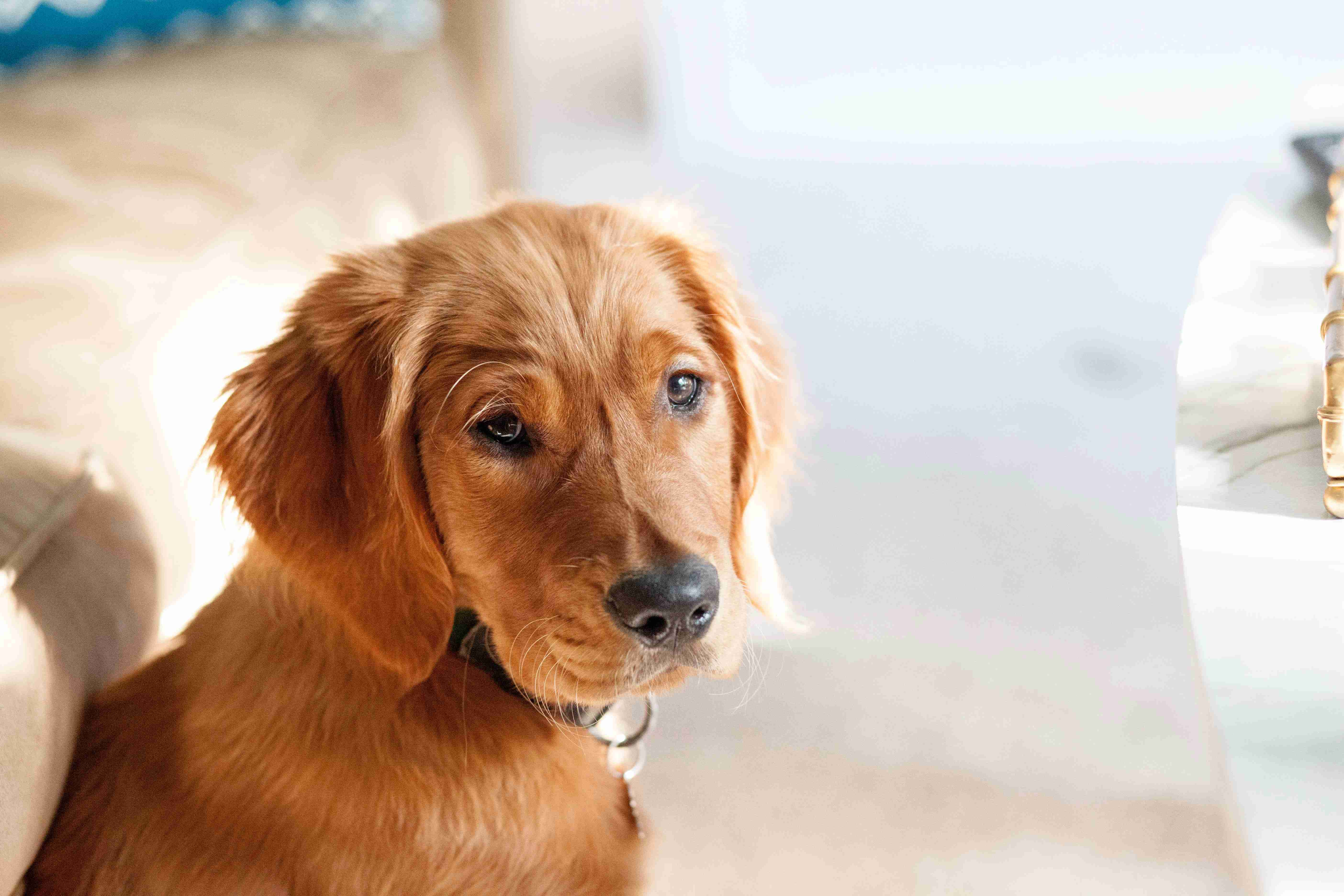 What are some common skin conditions that golden retrievers may develop?